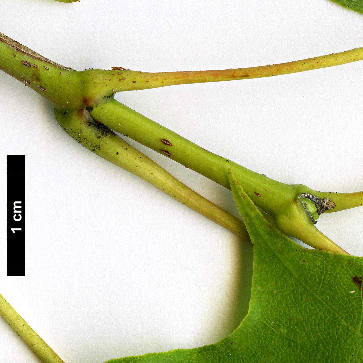High resolution image: Family: Sapindaceae - Genus: Acer - Taxon: pictum - SpeciesSub: subsp. savatieri